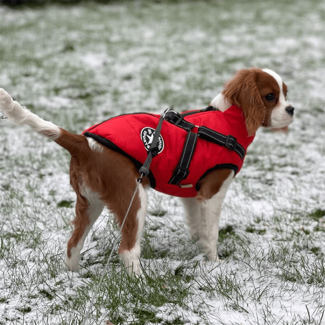 StormShield Winter Dog Coat